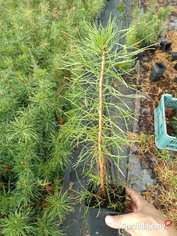 Pinus sylvestris var mongholica 3545 4 Wrocław Januszkowice