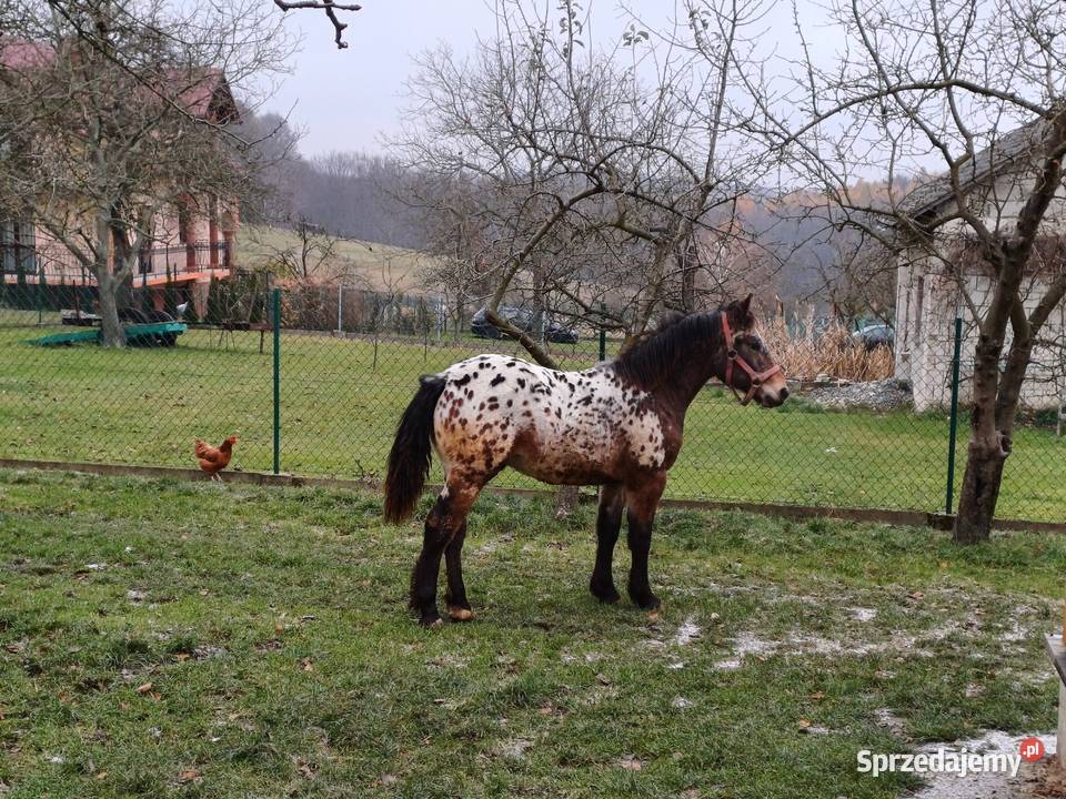 Tarant 8 miesięcy małopolskie Krzeszowice
