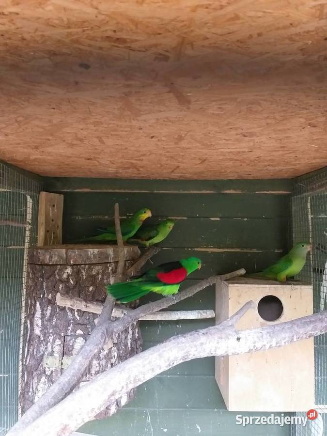 Papugi czerwonoskrzydłe