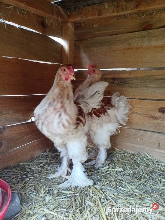 Brahma olbrzymia koguty Więcbork sprzedam