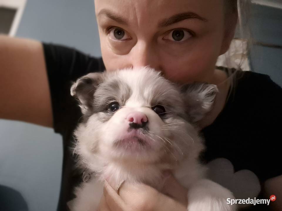 Border collie szczenieta GOTOWE DO ODBIORU Łobżenica