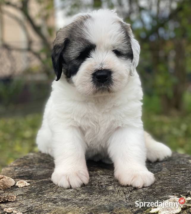 Szczeniaki Owczarek Rumuński Mioritic Psy Opole