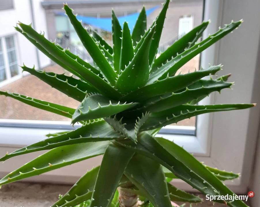 Aloes sukulent kaktus