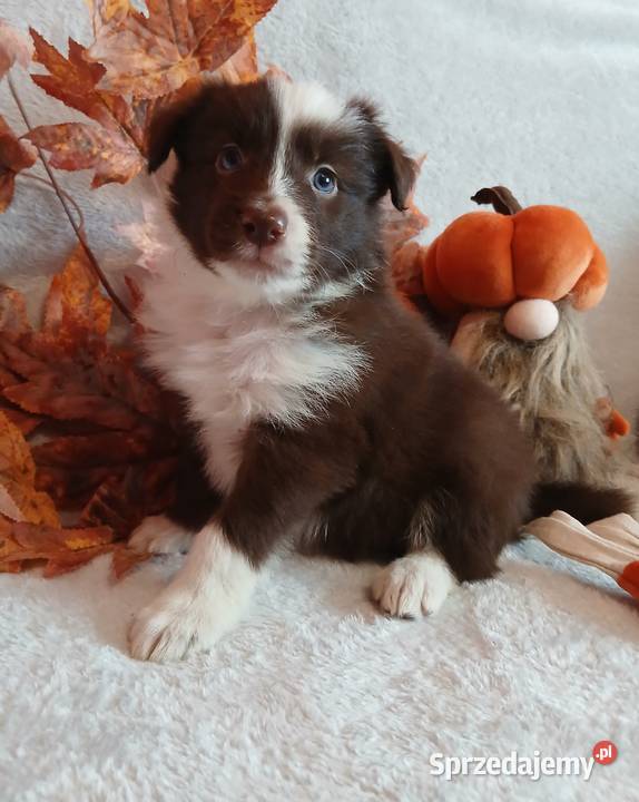 Border collie czekoladowo białe Toruń
