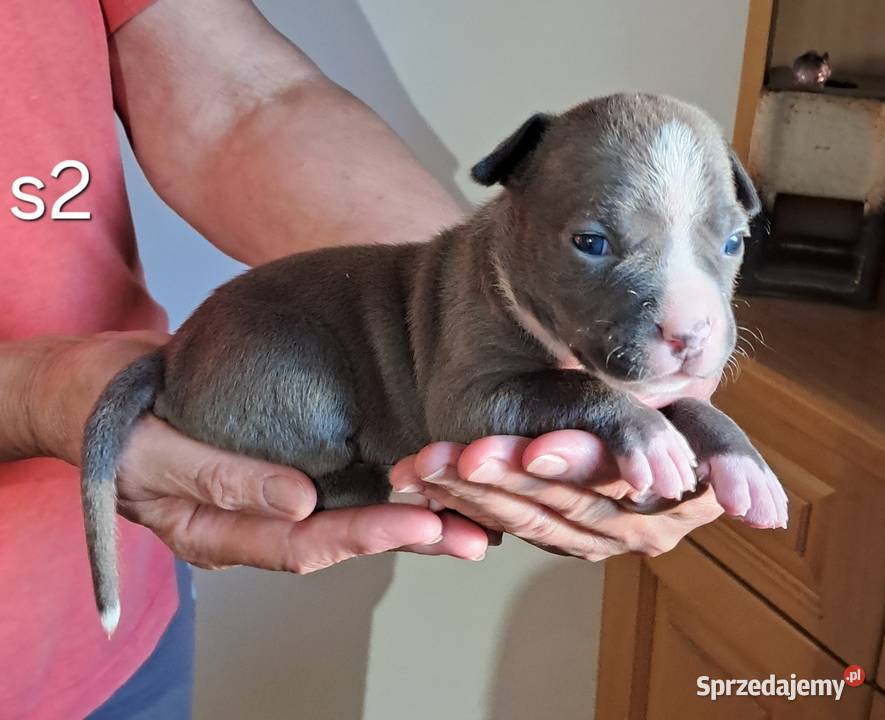 Amstaff ZKWP FCI BLUE śliczna suczka Koziegłowy
