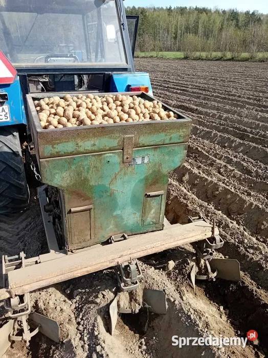 ziemniaki wielości sadzonki sadzeniaki denar Rośliny okopowe sprzedam