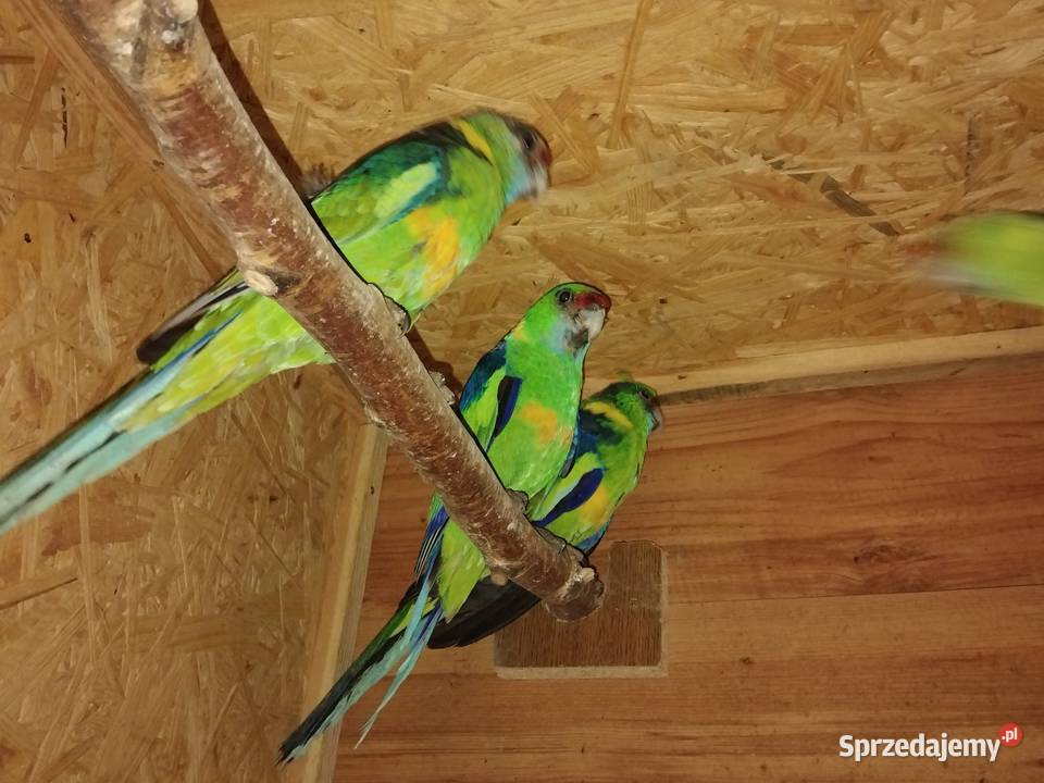 Barnard czerwonoczelny Prabuty