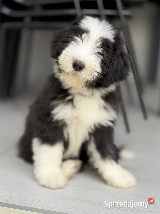 Bearded Collie FCI szczenięta Kalisz