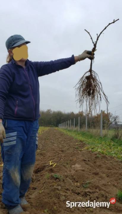 Winogron sadzonki winorośli deserowych lubelskie