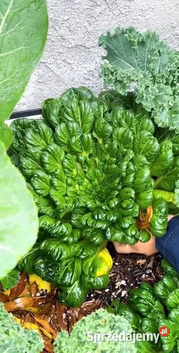 Tatsoi kapusta chińska szpinak musztardowy