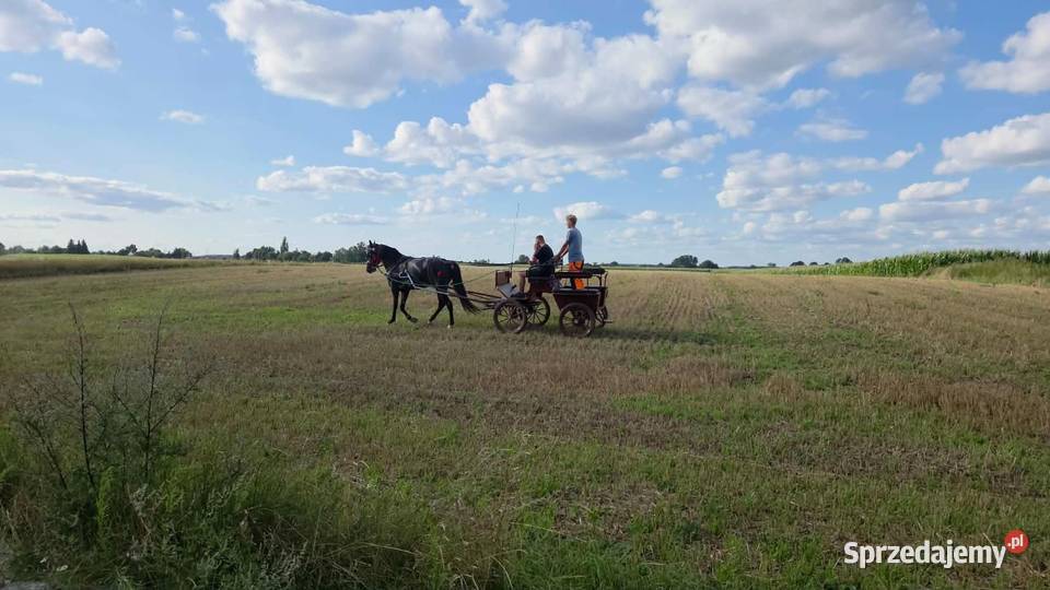 Sprzedam klacz ślaską 3 lata Konie