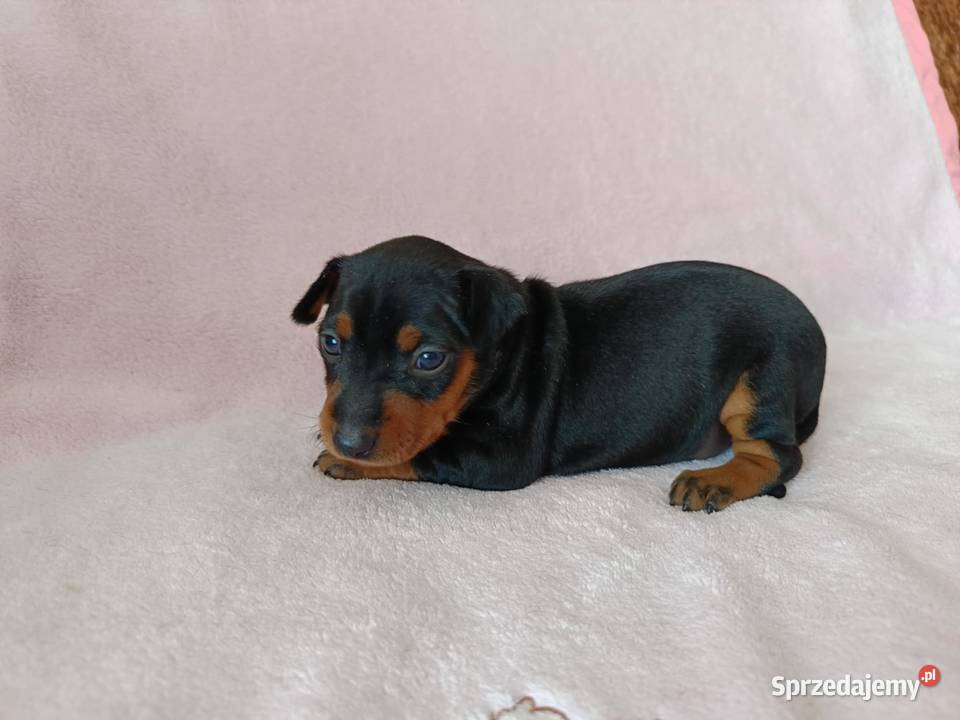 Pinczer miniaturowy szczeniaki