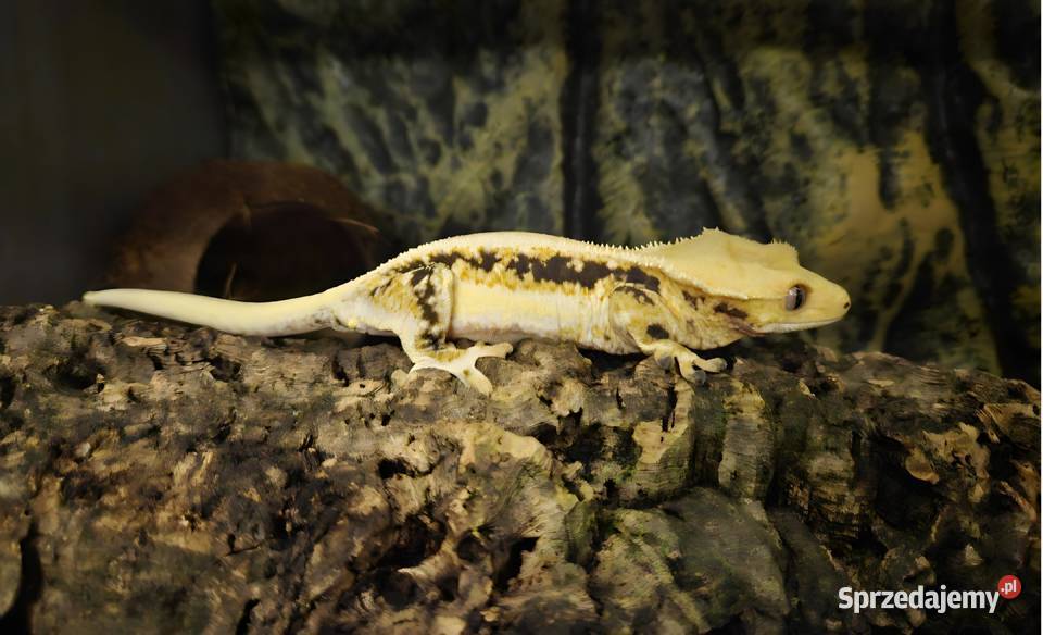 Gekon orzęsiony lilly white dorosła samica Częstochowa