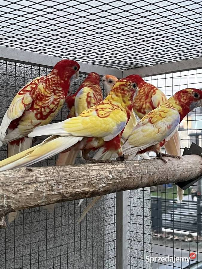 Rozelle królewskie 2025r 1500 Sośnicowice sprzedam