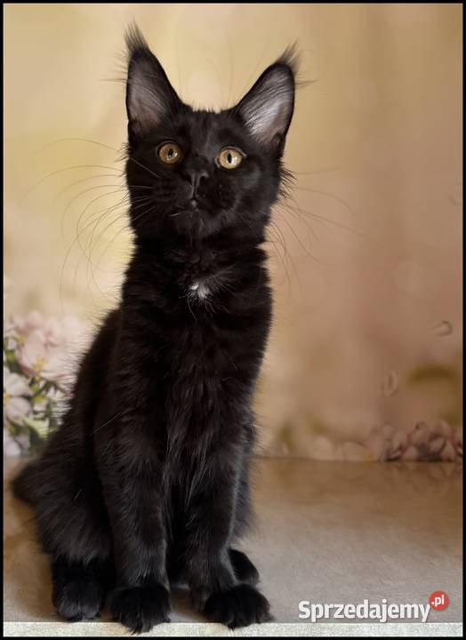 Koteczka Maine Coon