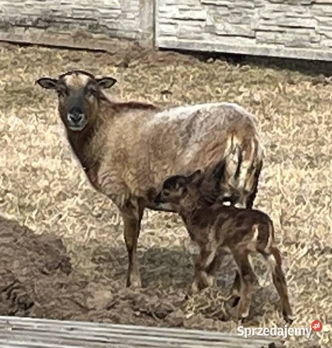 Owce Kameruńskie łódzkie Chojne