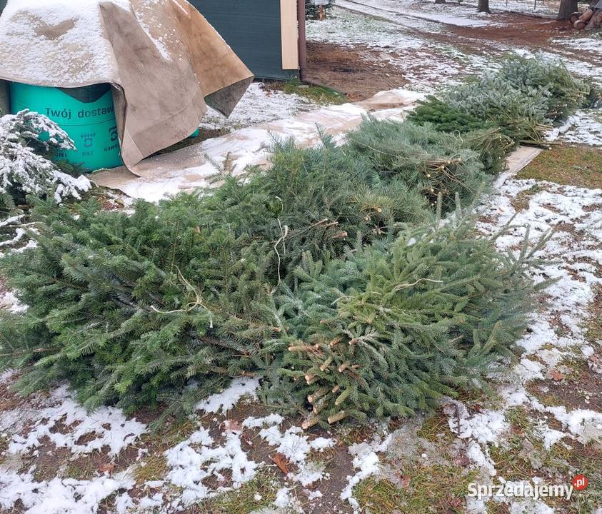 Stroisz jodłowy jodła pospolita gałęzie Osuchów