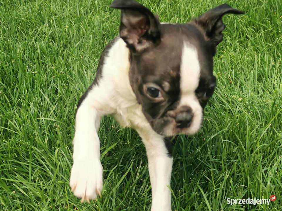 Pies Suczka Boston Terrier Szczeniak 2 Grodzisk Wielkopolski
