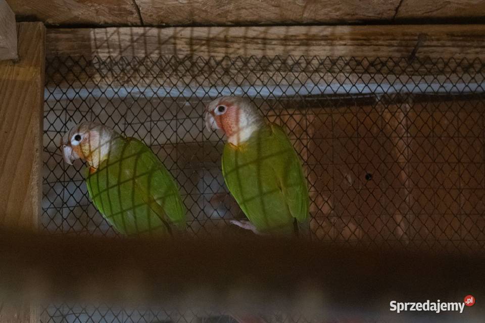 Papugi Rudosterki Red Face Para podkarpackie