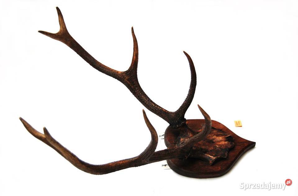 Przedwojenne poroże jelenia szlachetnego trofeum Pozostałe Lublin sprzedam