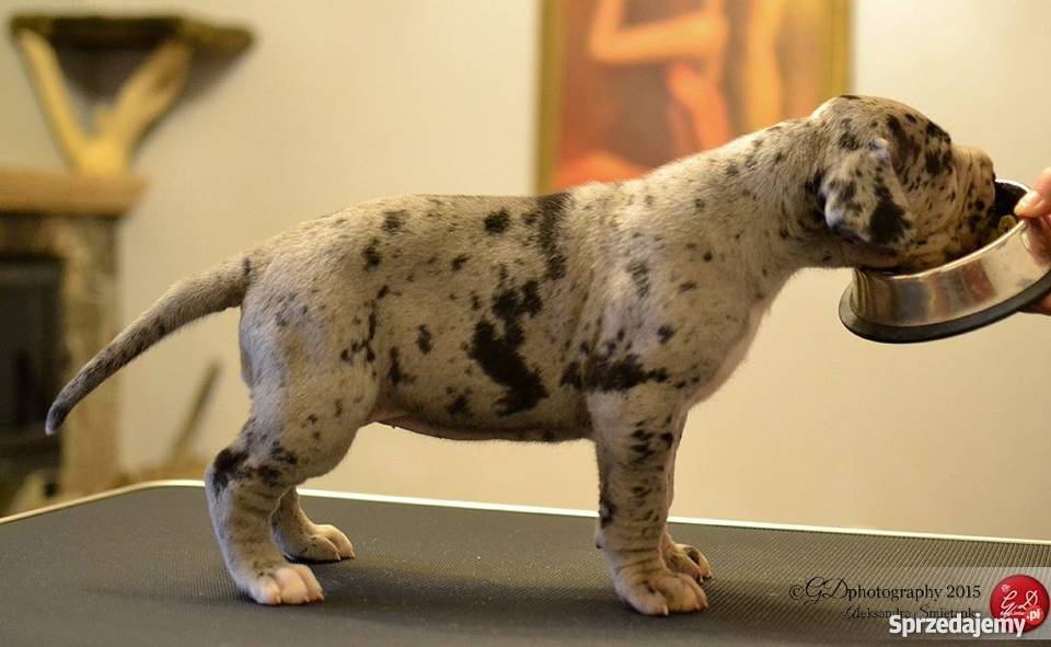 DOG NIEMIECKI szczenięta z rodowodem ZKwP Warszawa