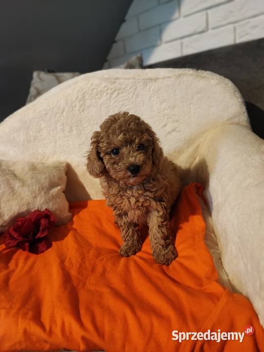 Pudle toy szczenieta