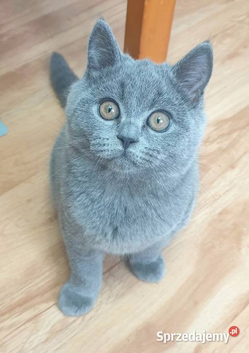 Piękny niebieski kocurek brytyjski z rodowodem