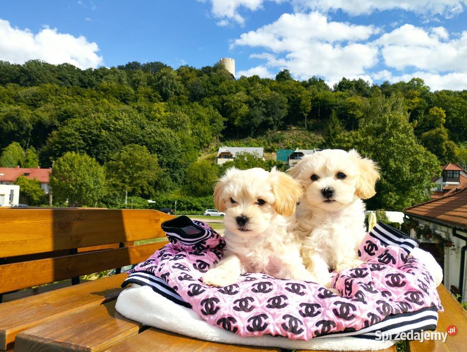 Maltipoo XS rodowodowe maltańczyk pudel Lublin