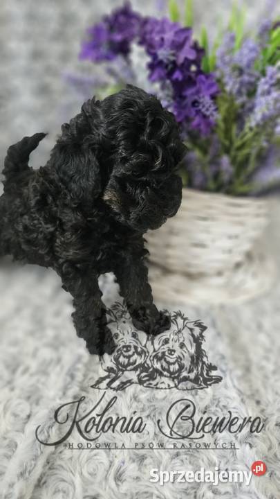 Pudel ToyMiniaturowy piesek Phantom Badania Sędziejowice sprzedam
