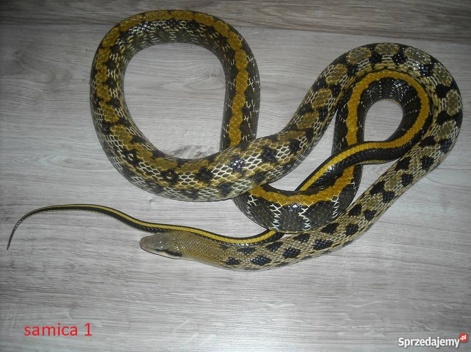 3 węże Chińskie w super stanie Dobra Bielsko-Biała sprzedam