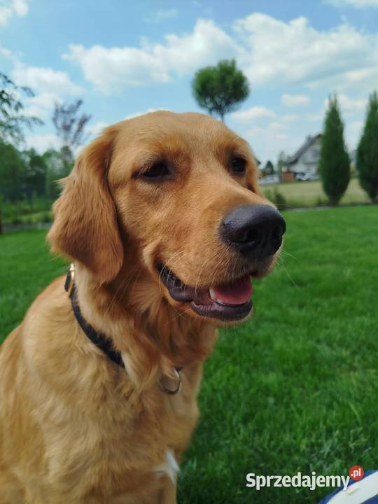 Linia amerykańska Golden Retriever zloty rudy Szczawa