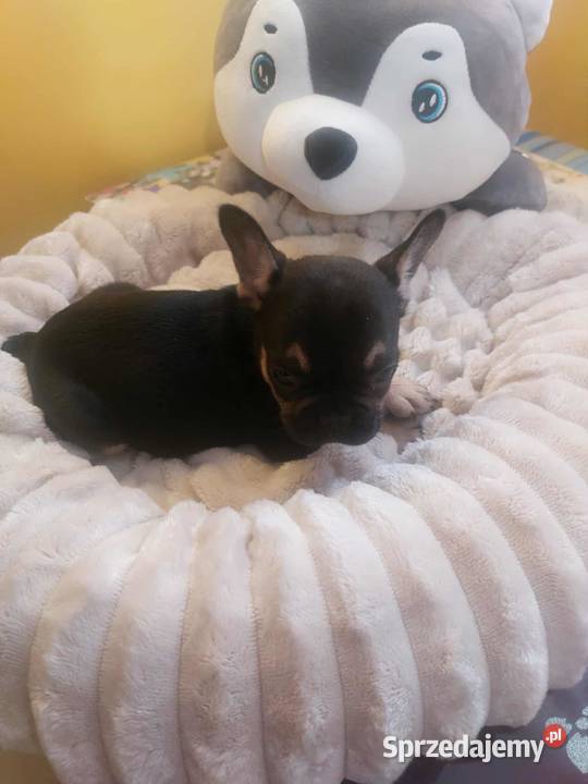 Suczki buldog francuski Buldog Płońsk sprzedam