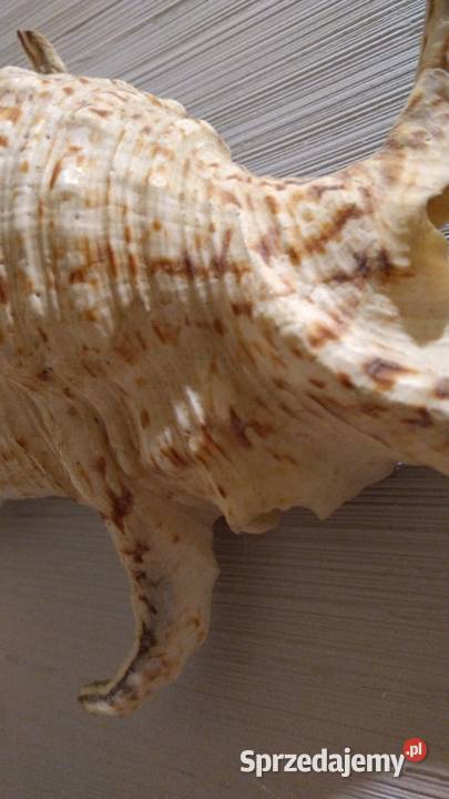 Muszla morska 18x14 Pozostałe