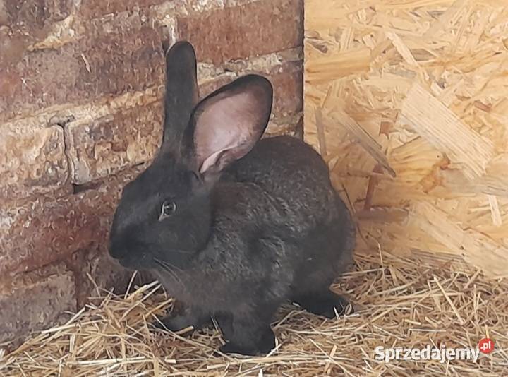 Sprzedam samce 56 miesięcy małopolskie Radlna