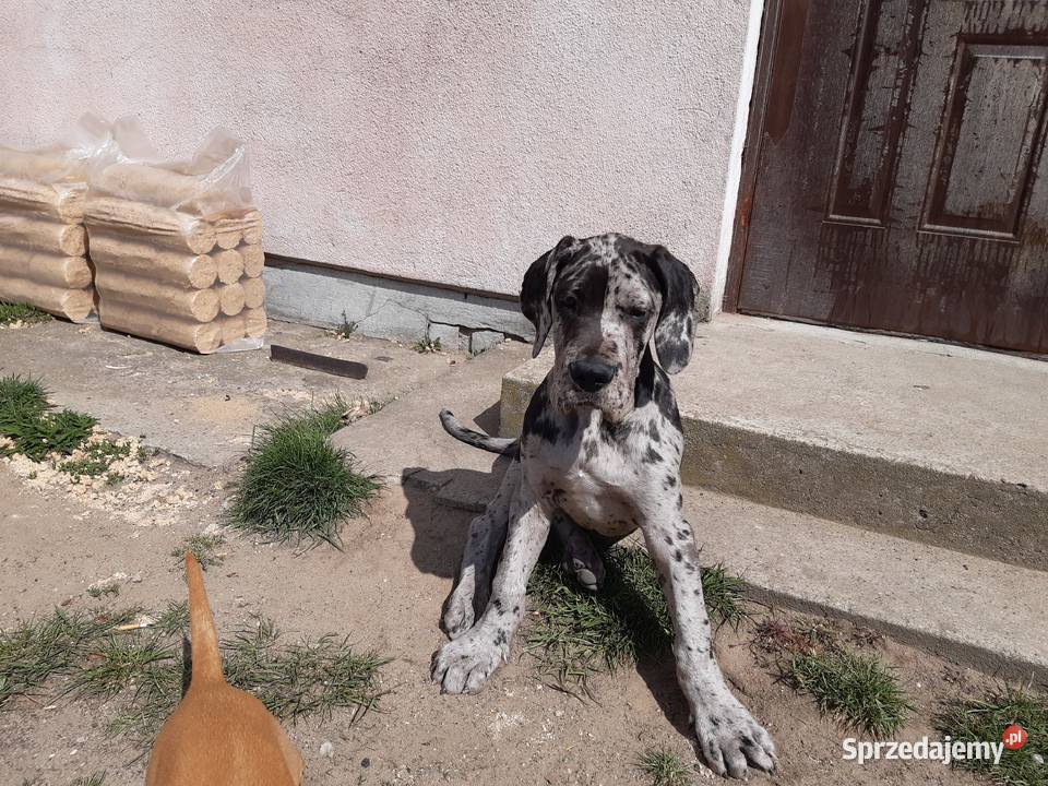 Oddam doga 4 miesiące z rodowodem Kleczew