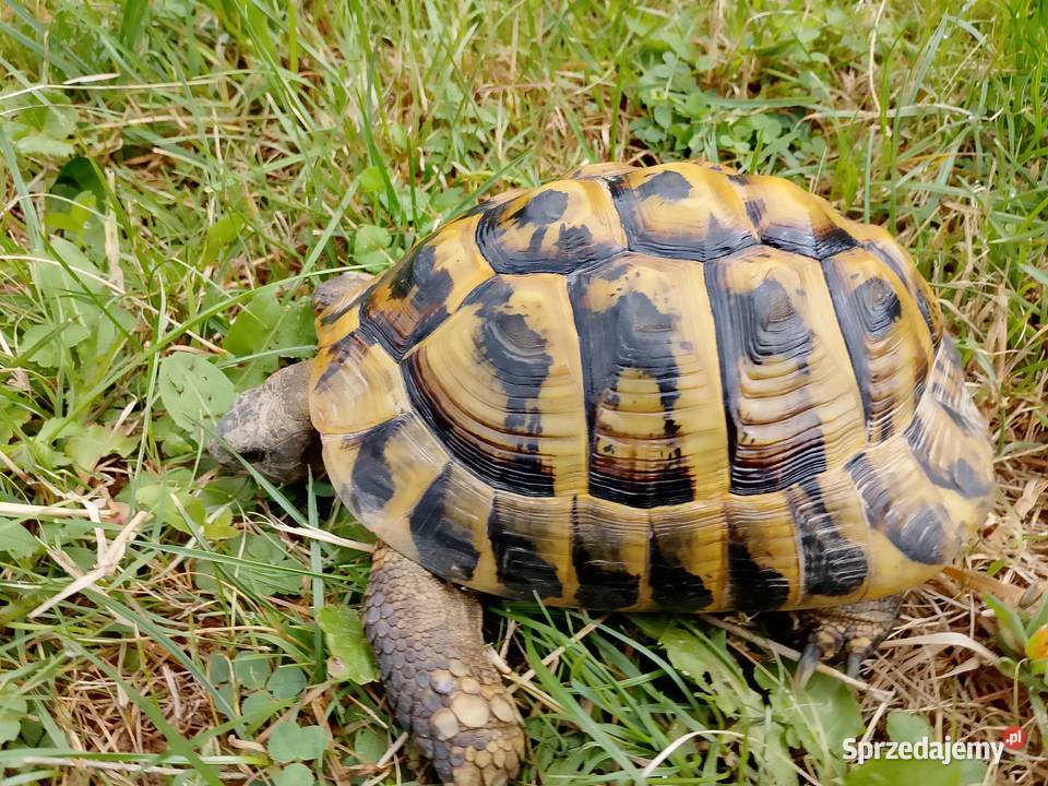 Żółw grecki lądowy dorosły samiec