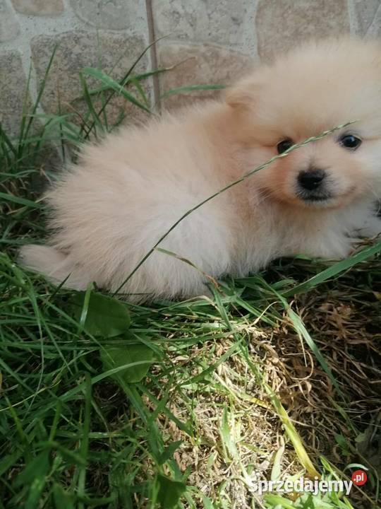 Szpic miniaturowy pomeranian łódzkie Laski