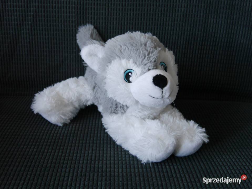 Maskotka piesek husky nowy 2 lata+ dolnośląskie Wrocław sprzedam