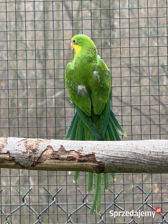 Samiec Barabanda 2024 Ptaki Wieliczka