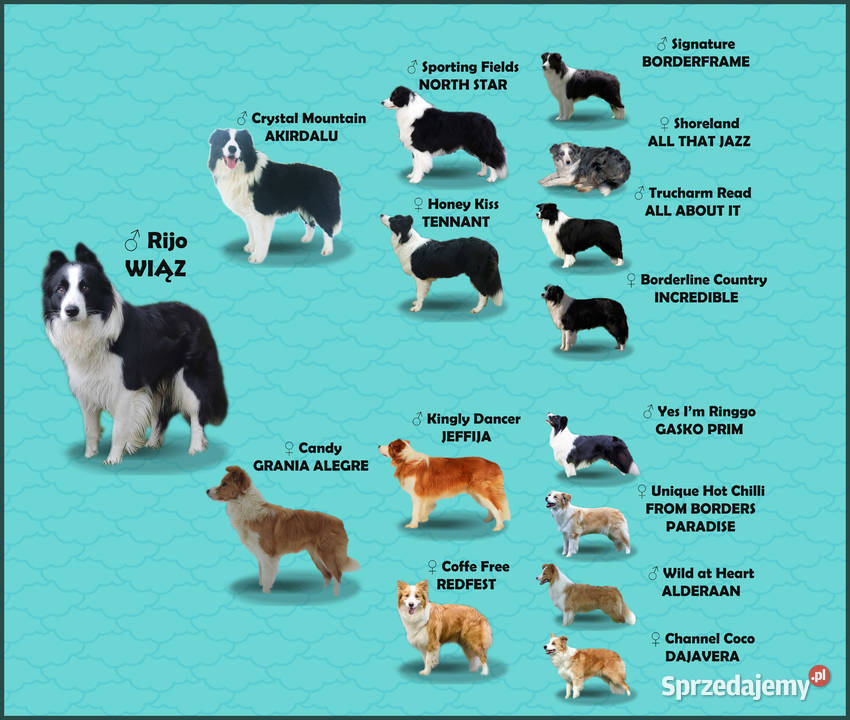 Rasowy pies szczenię Border Collie z Hodowli Iwonicz