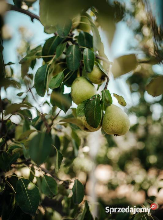 Gruszki prosto sadownika promocja 2