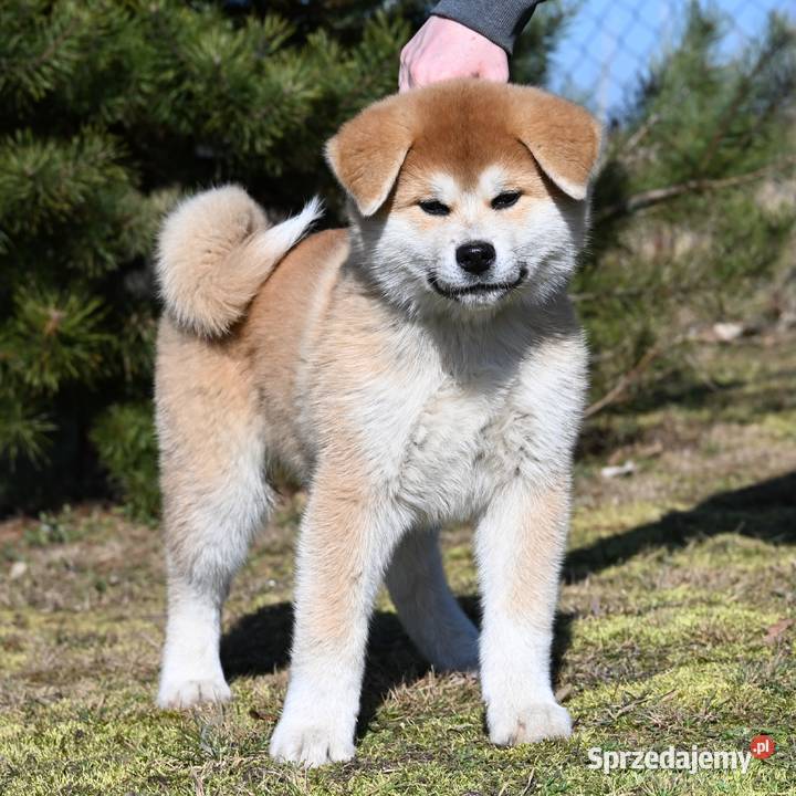 Akita inu akita japońska samiec Championie Częstochowa
