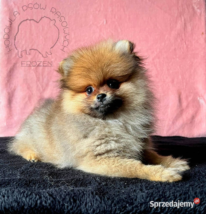 Szpic Miniaturowy Pomeranian suczki Łódź
