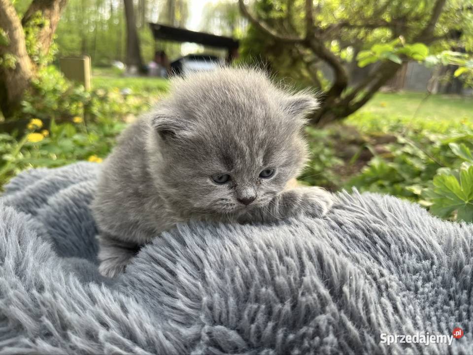 Blue boy słodkie brytyjskie kocurki Piorunówek