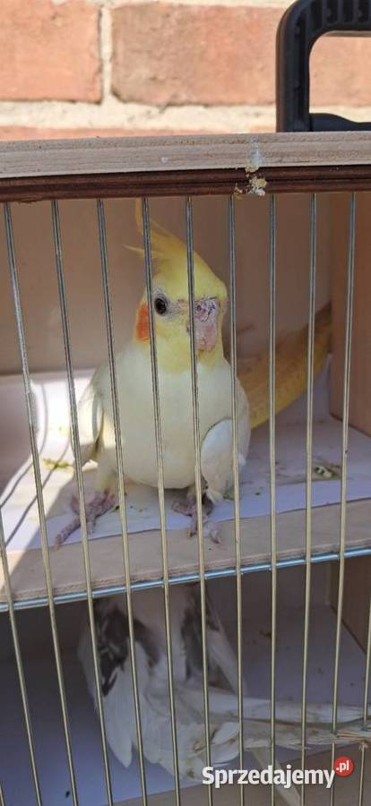 Nimfa lutino samica Proszowice