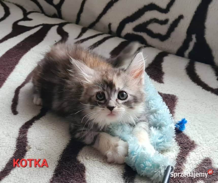 Kociaki szukają nowego domu Opole sprzedam