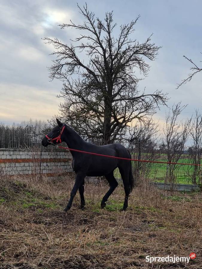 Kary ogier na sprzedaż