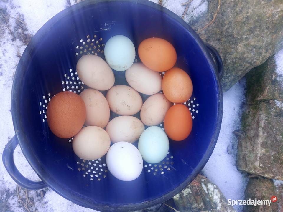 Jajka ekologiczne zachodniopomorskie Trzebiatów