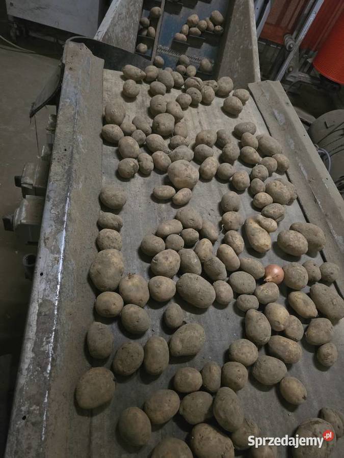 Sprzedam ziemniaki Rolnictwo