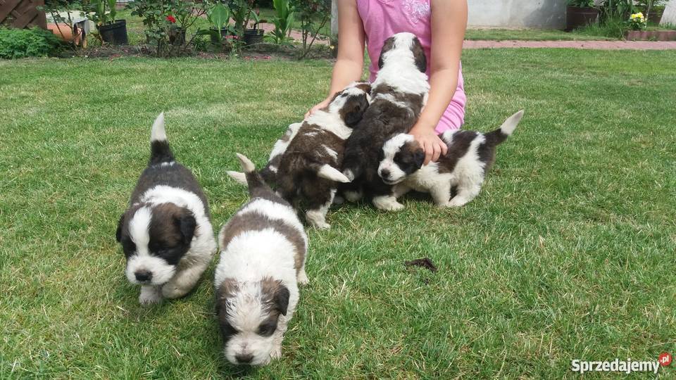 Bernardynyszczenięta Lidzbark Warmiński